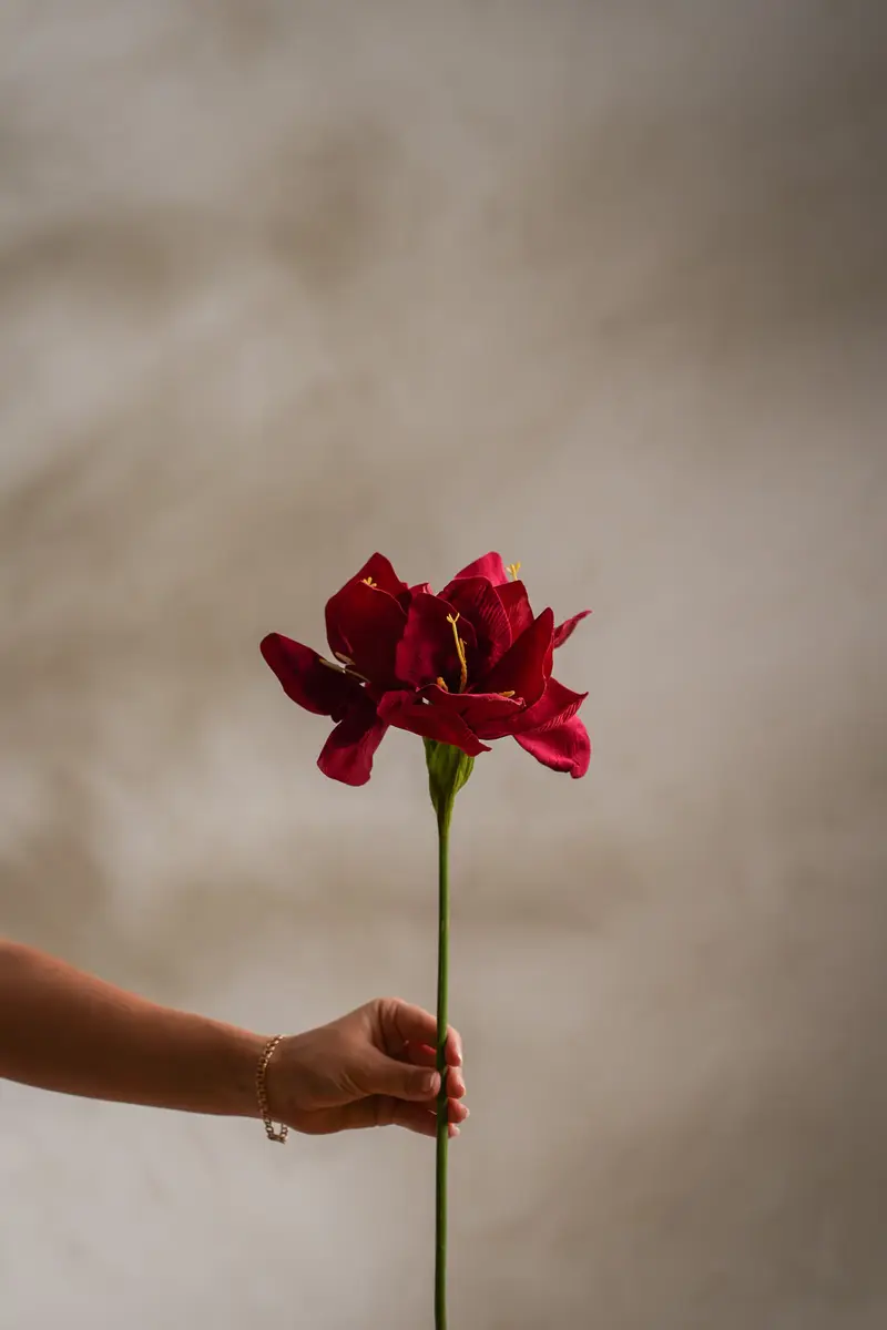 Amaryllis Röd