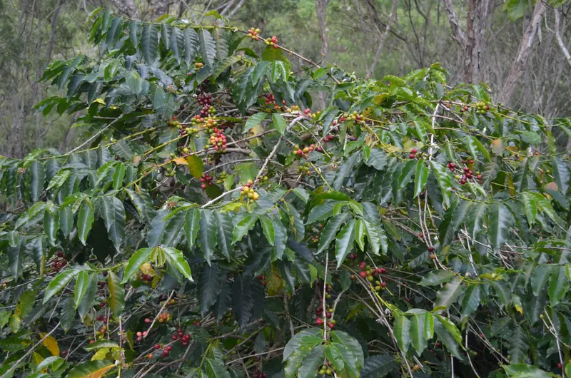 Indonesia - Aceh Gayo 250g